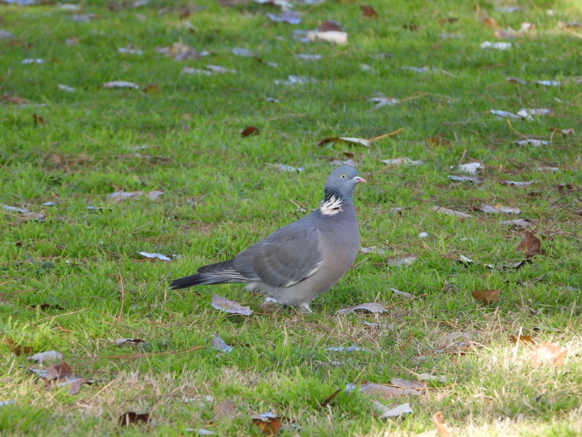 モリバト - ML646463516