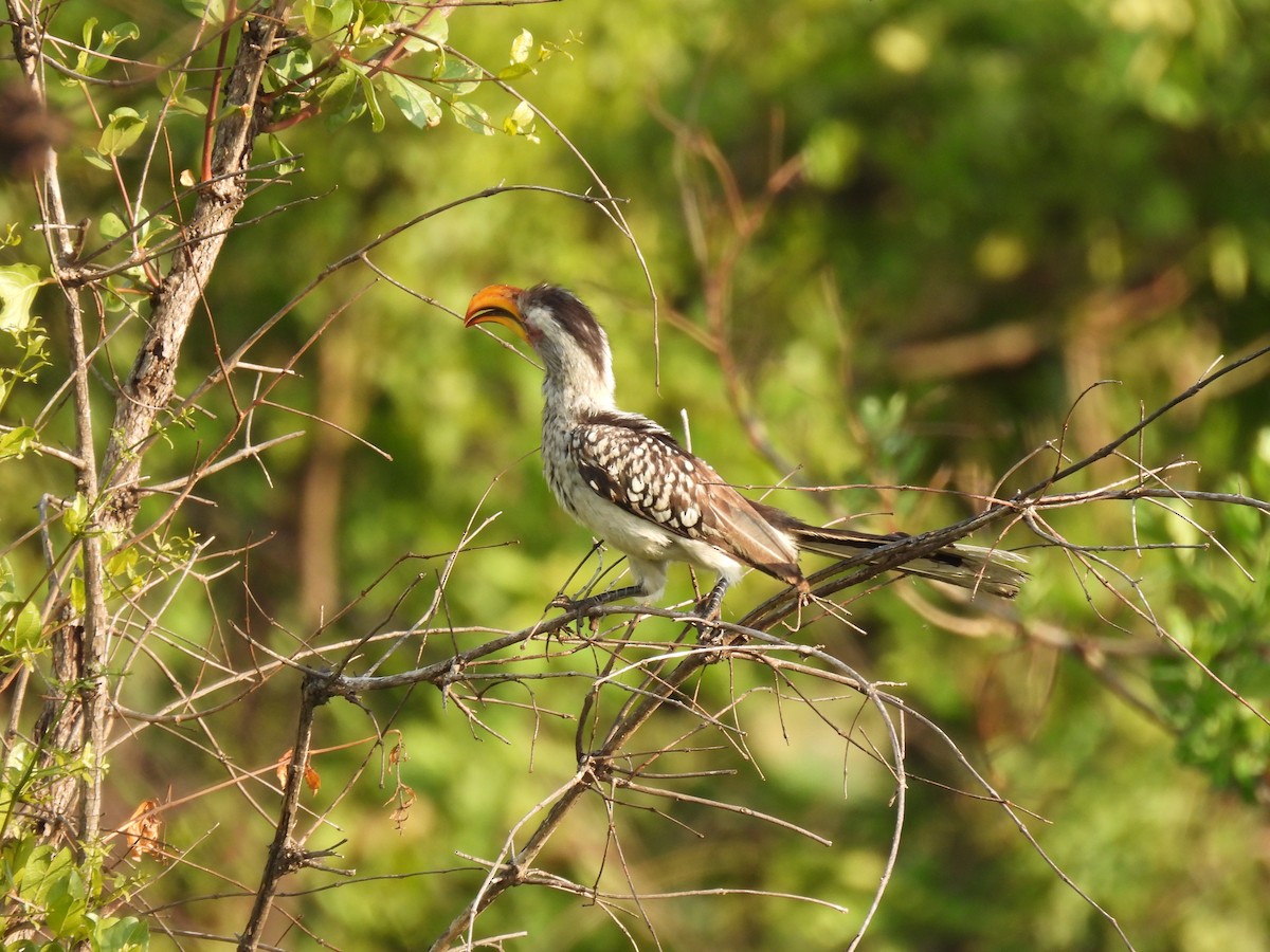 Southern Yellow-billed Hornbill - ML646463521