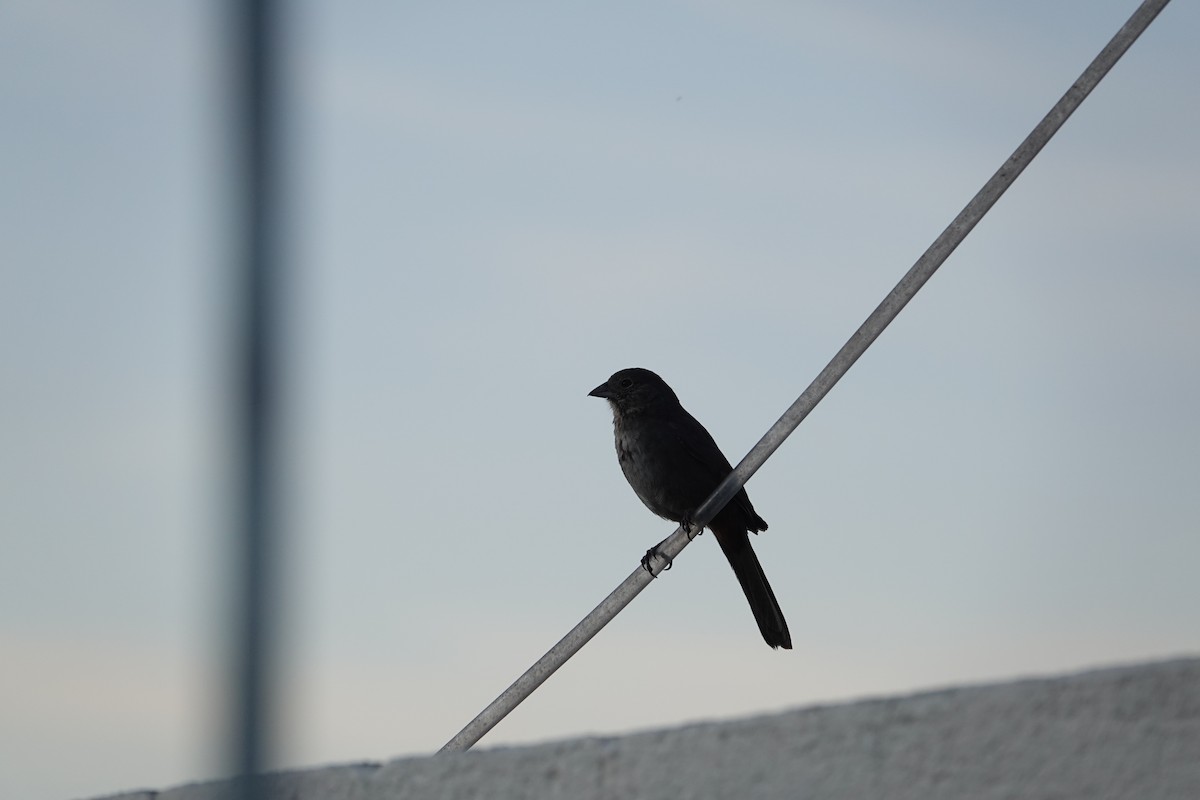 Canyon Towhee - ML646463524