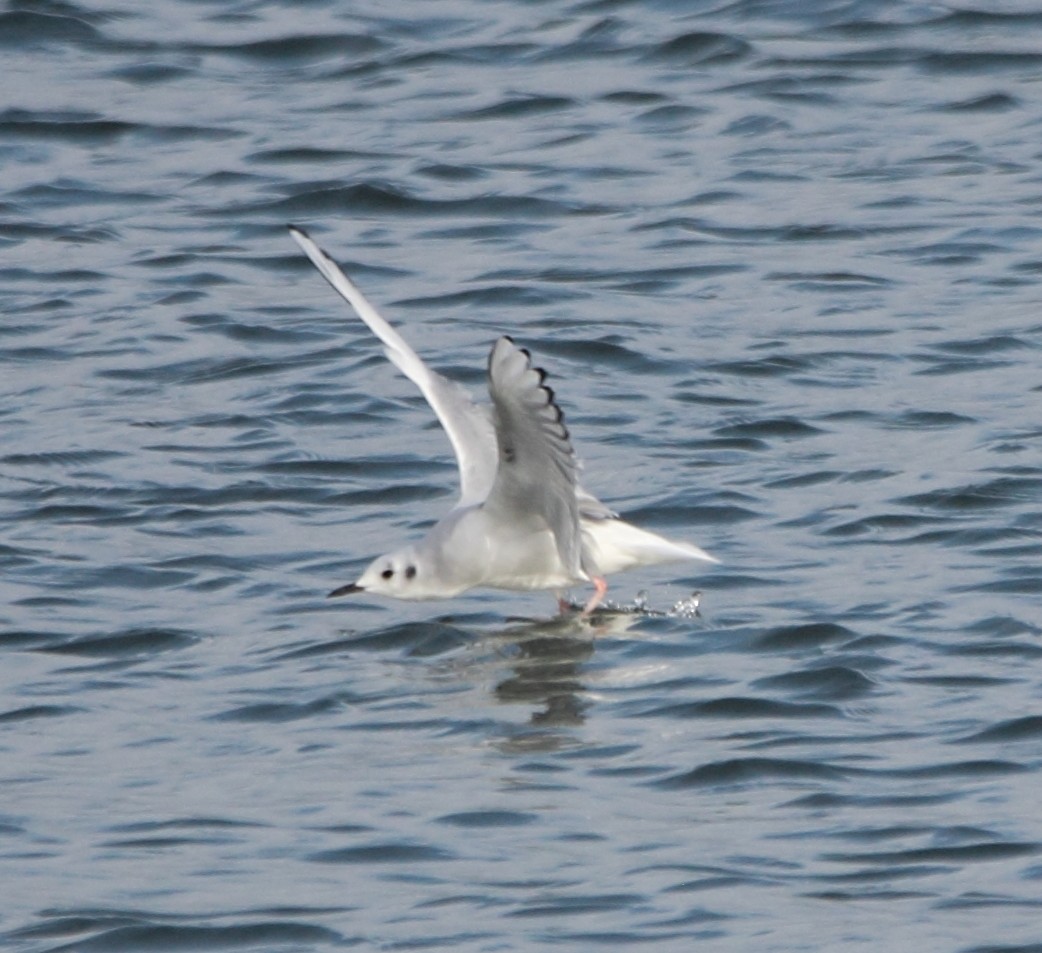 ボナパルトカモメ - ML646463525