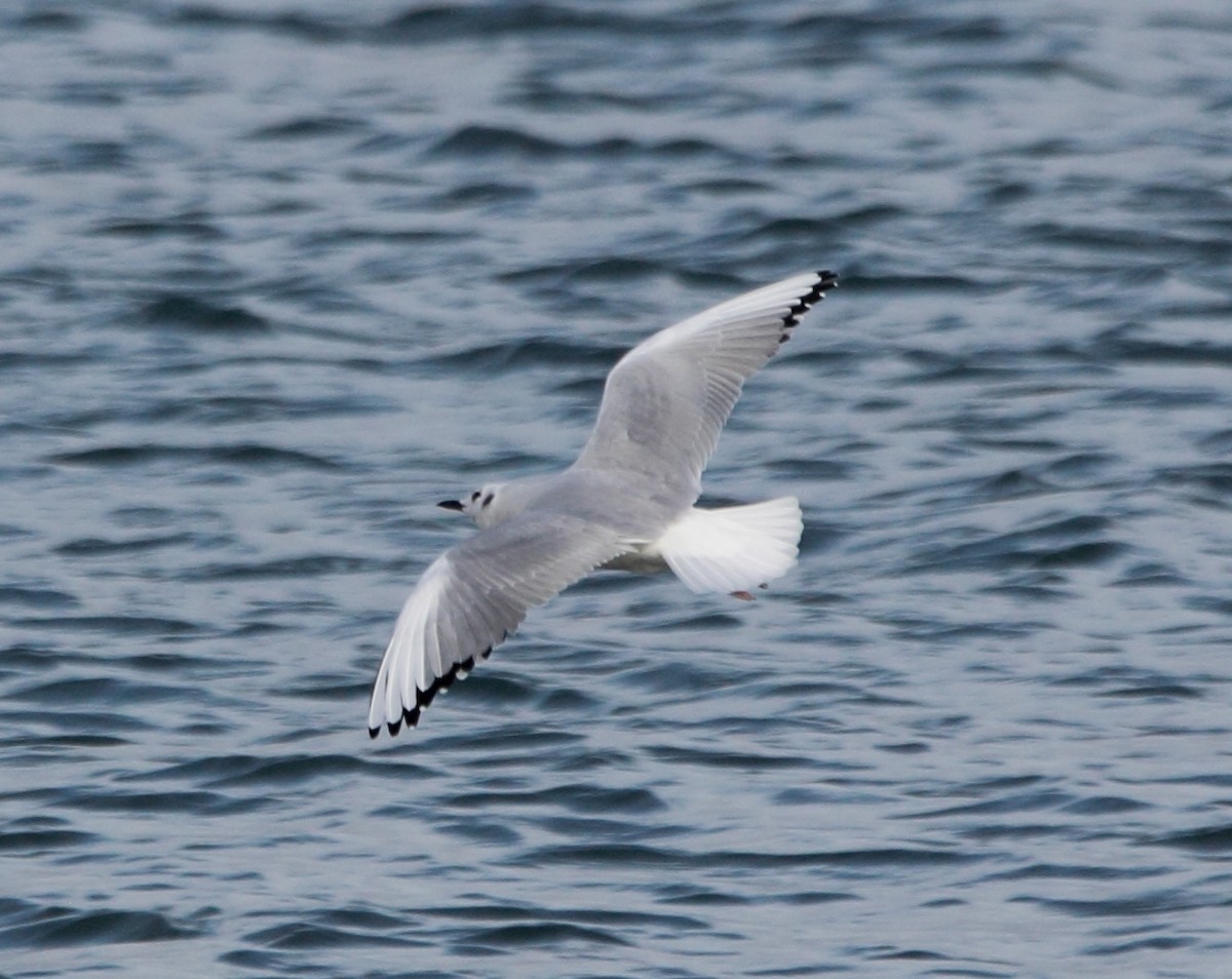 ボナパルトカモメ - ML646463526