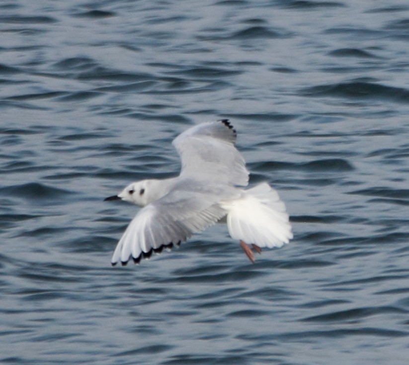 ボナパルトカモメ - ML646463527