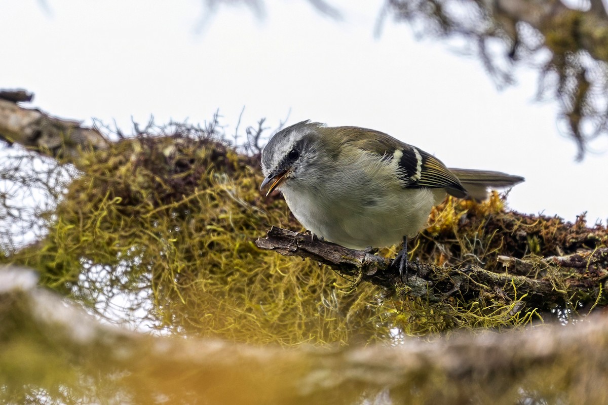 White-banded Tyrannulet - ML646463529