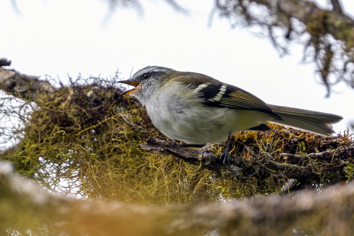 White-banded Tyrannulet - ML646463530
