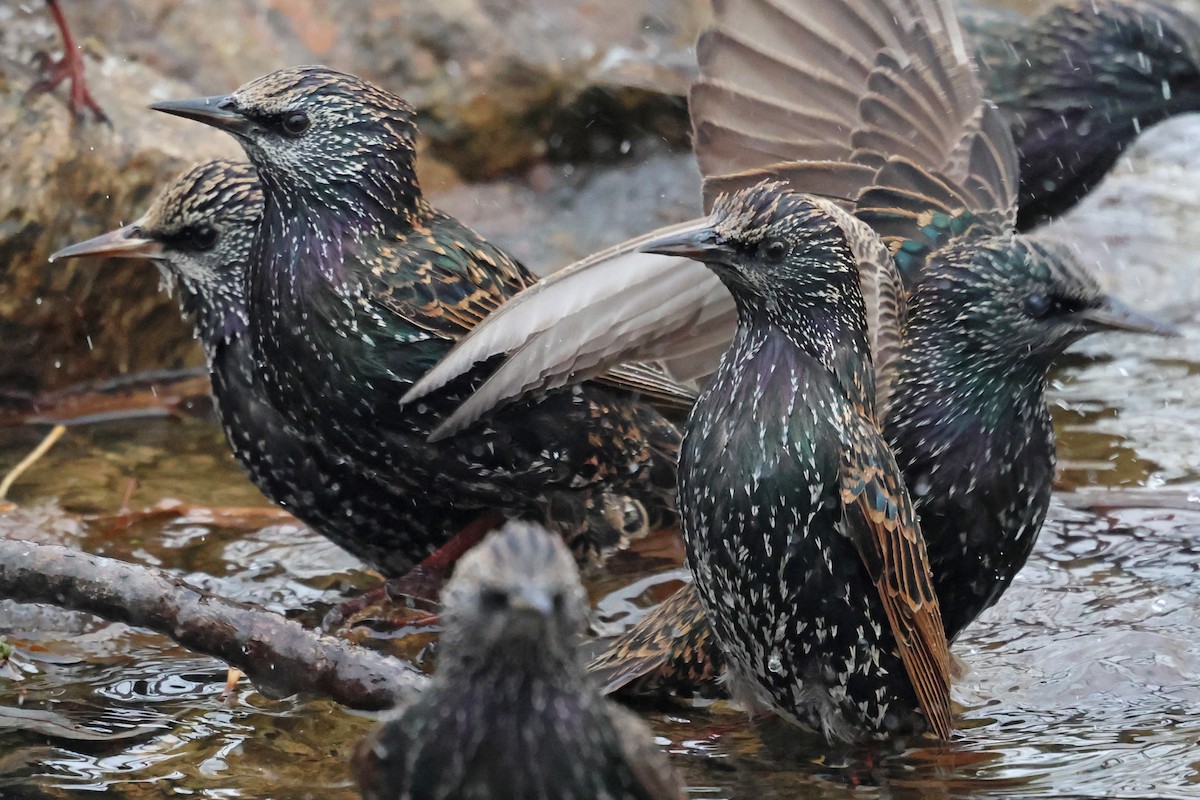 European Starling - ML646463532