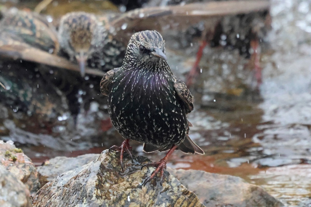 European Starling - ML646463533