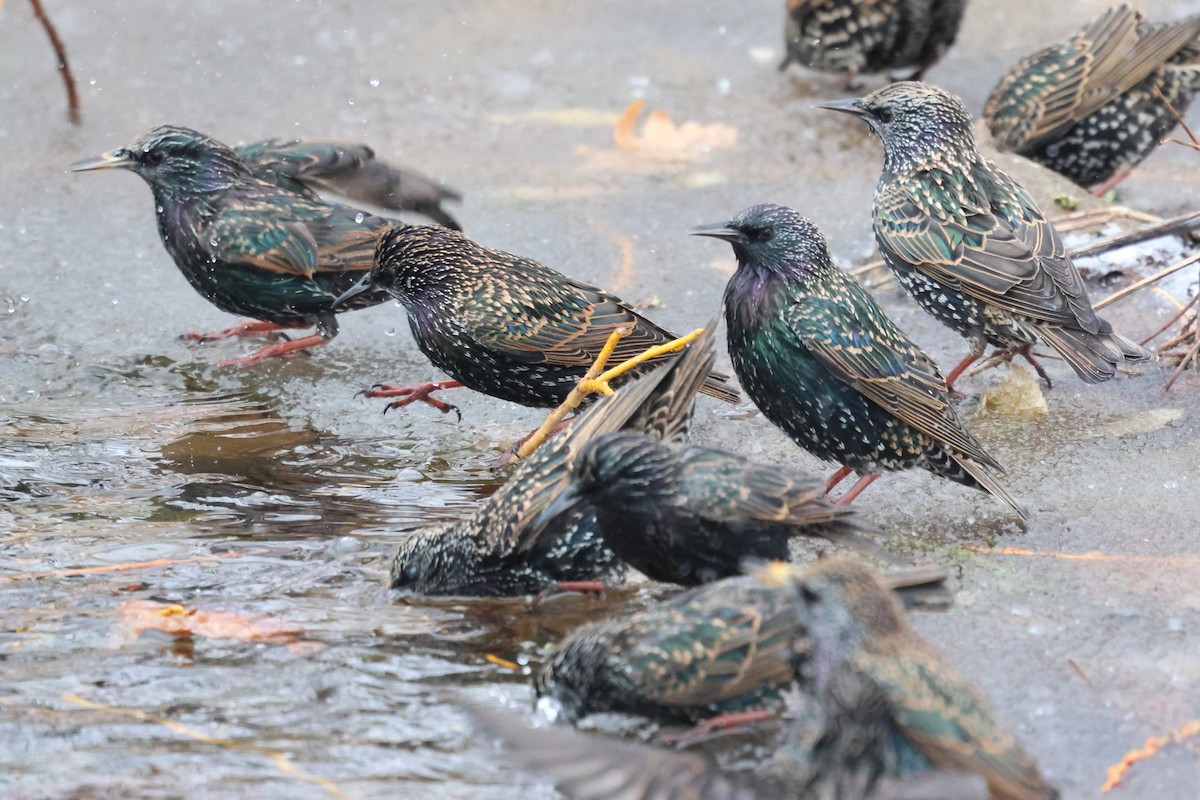 European Starling - ML646463534