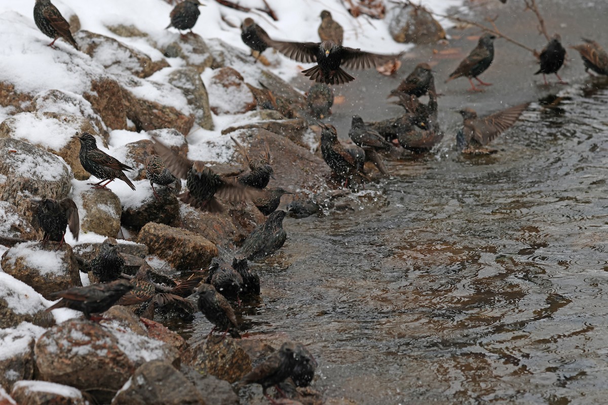 European Starling - ML646463535