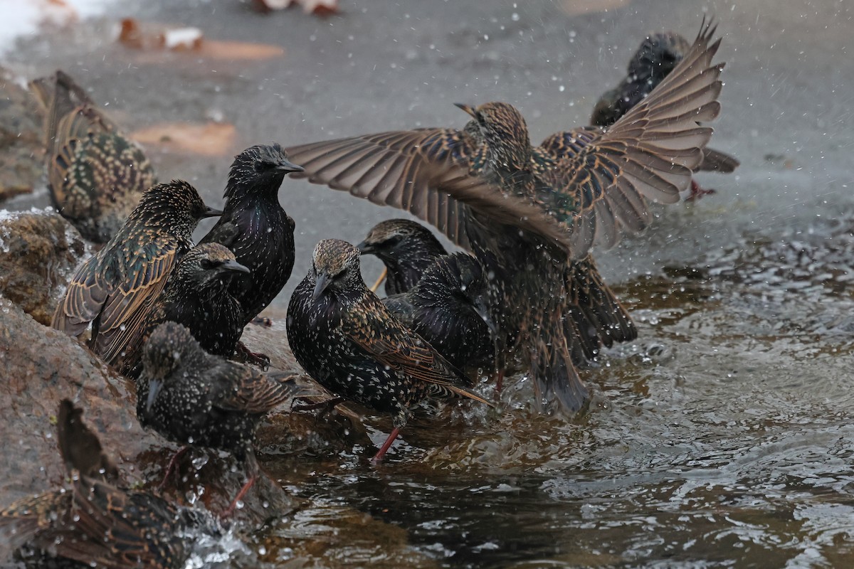 European Starling - ML646463536