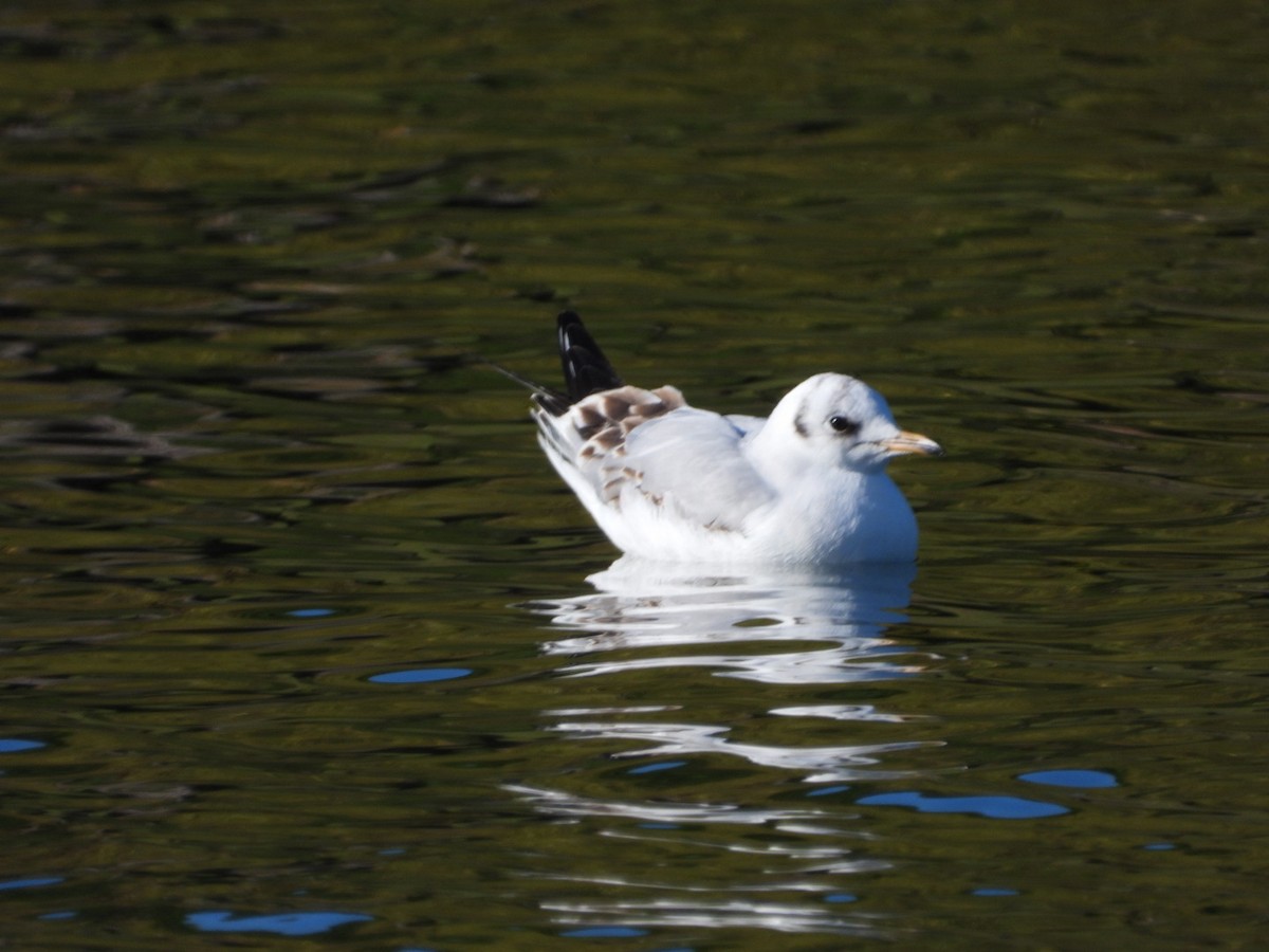 Black-headed Gull - ML646463544