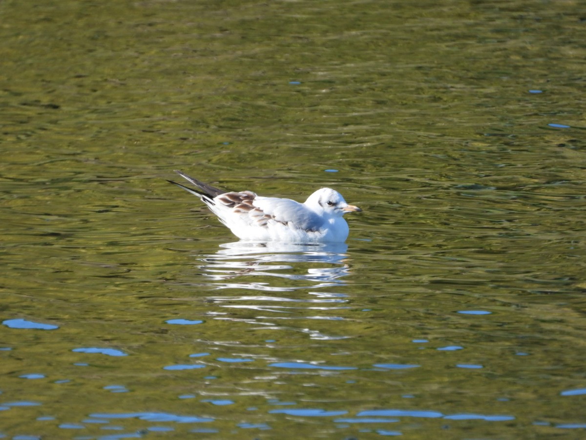 Black-headed Gull - ML646463545