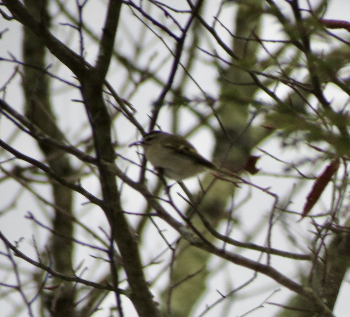 Golden-crowned Kinglet - ML646463546