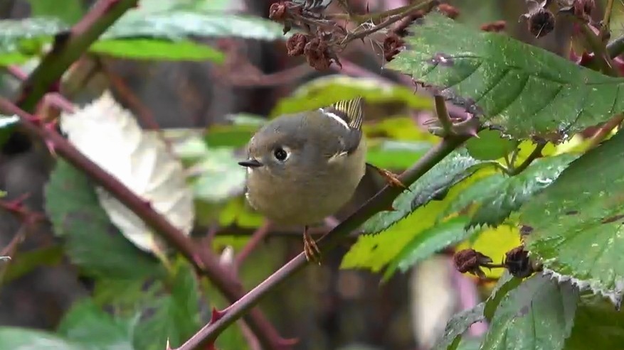 Ruby-crowned Kinglet - ML646463547