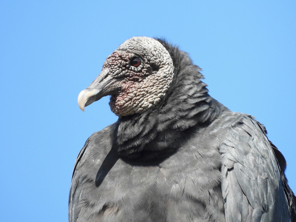 Black Vulture - ML646463548