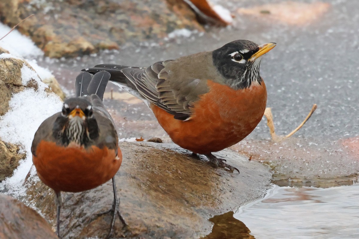 American Robin - ML646463551