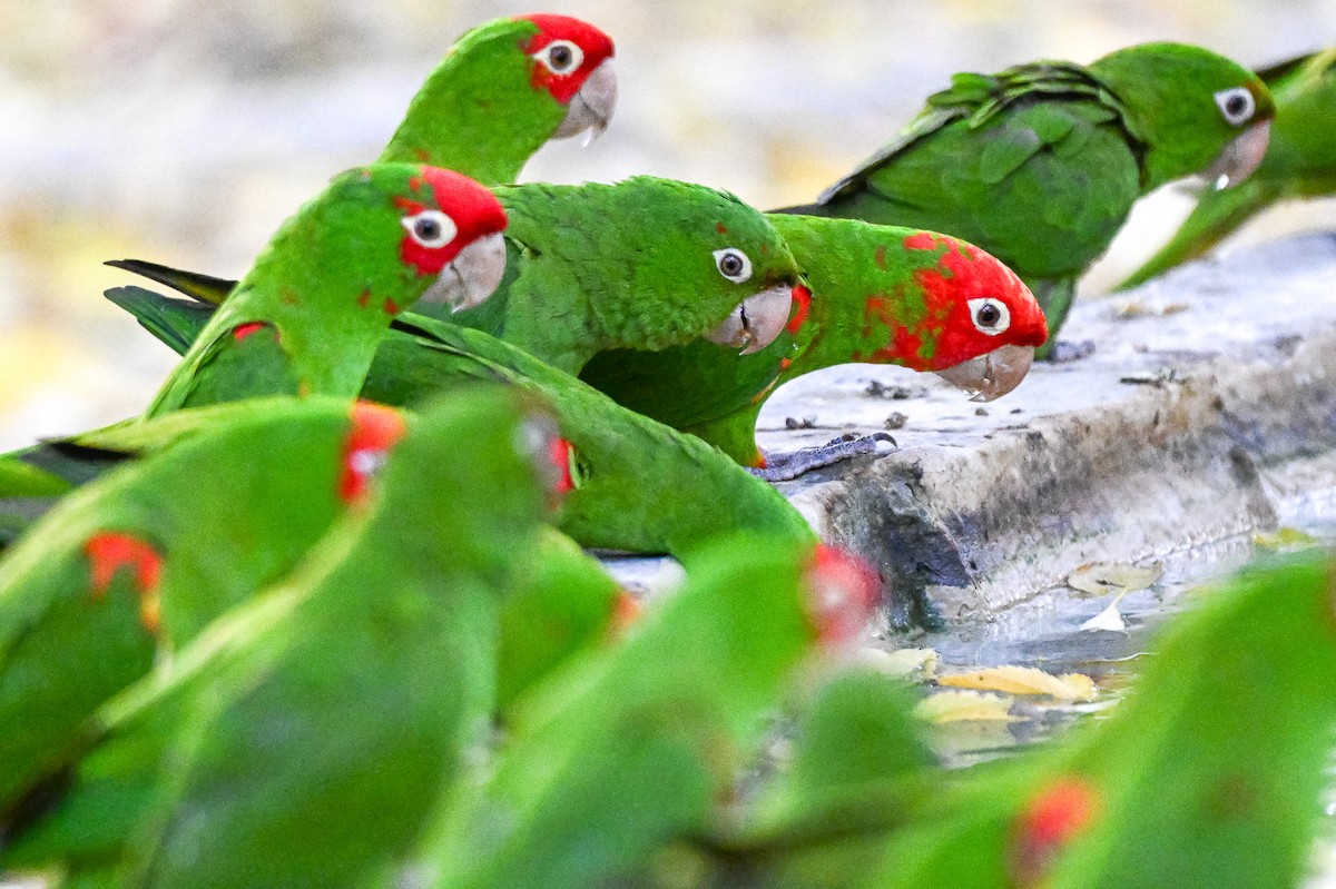 Guayaquilsittich - ML646463556