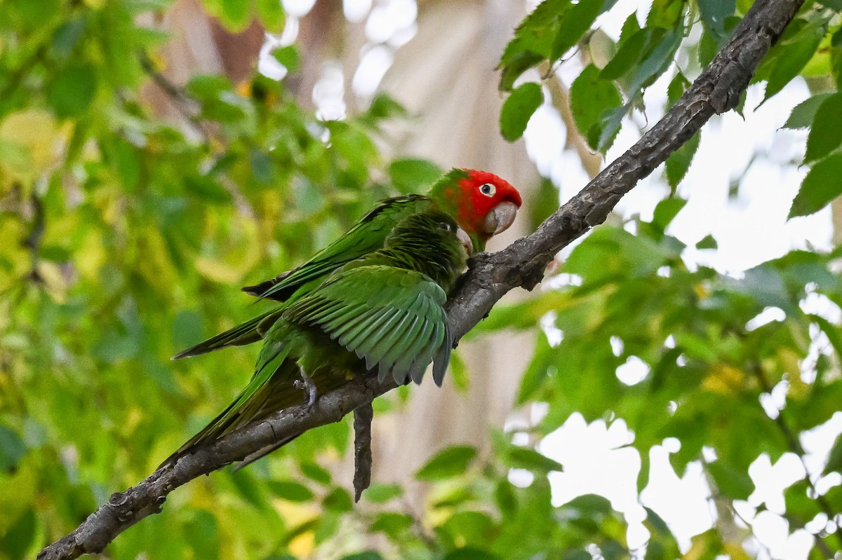 Guayaquilsittich - ML646463557