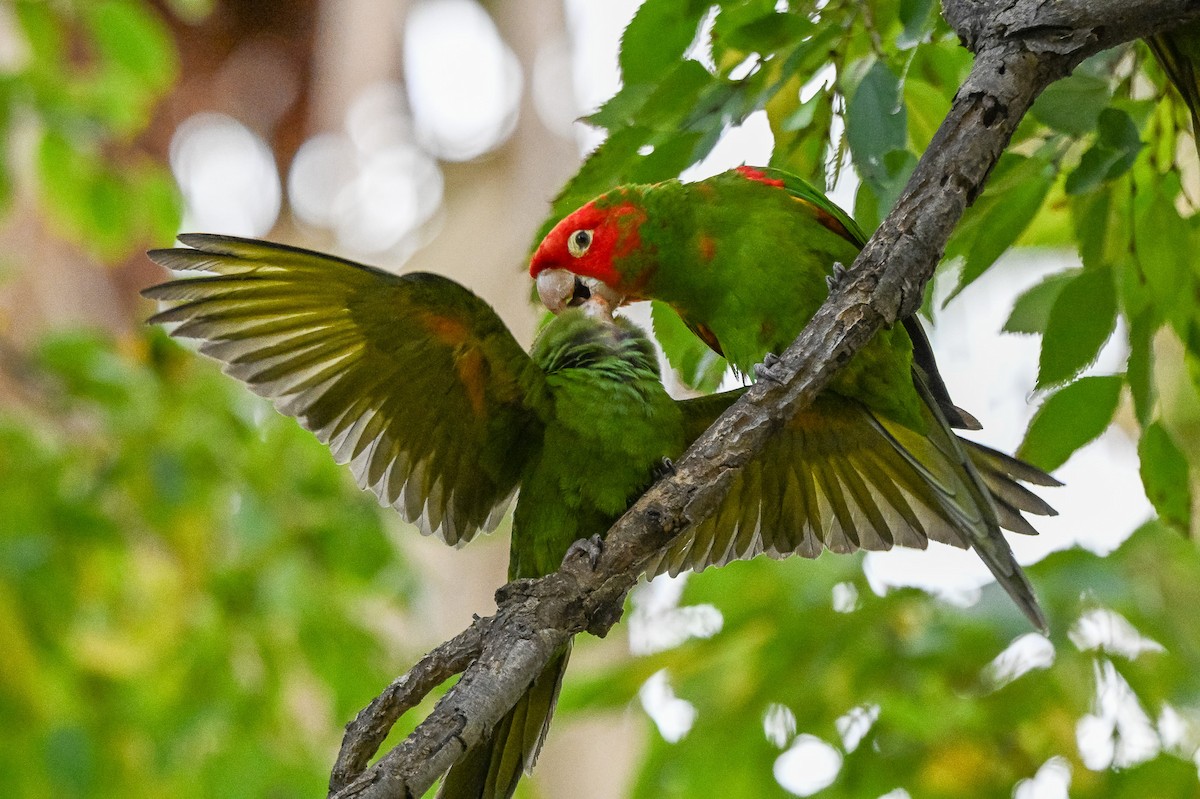 Guayaquilsittich - ML646463558