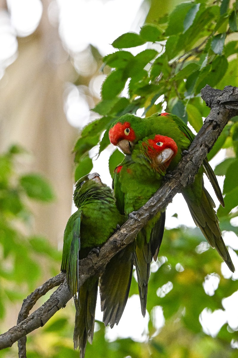 Guayaquilsittich - ML646463560