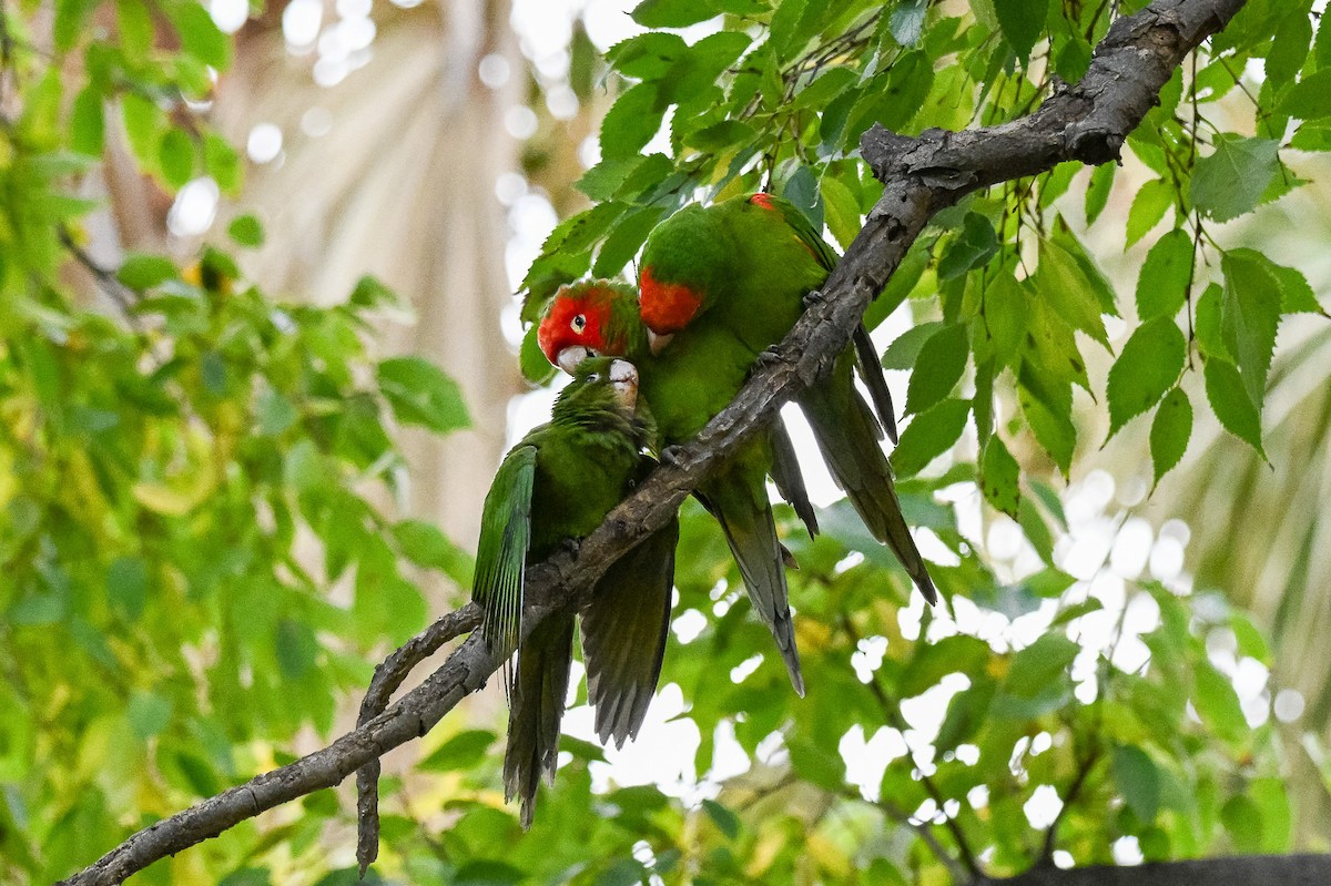 Guayaquilsittich - ML646463562