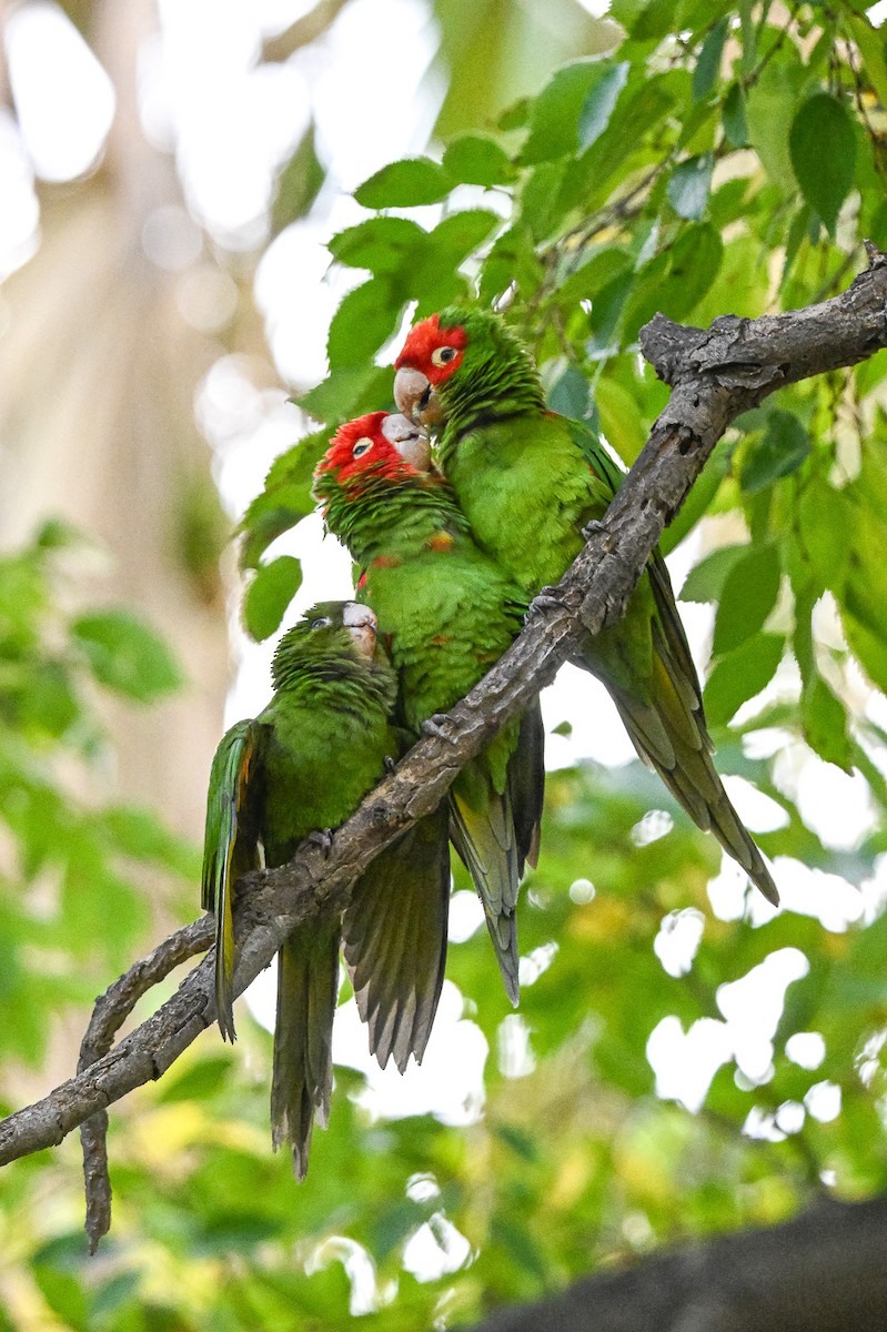 Guayaquilsittich - ML646463563