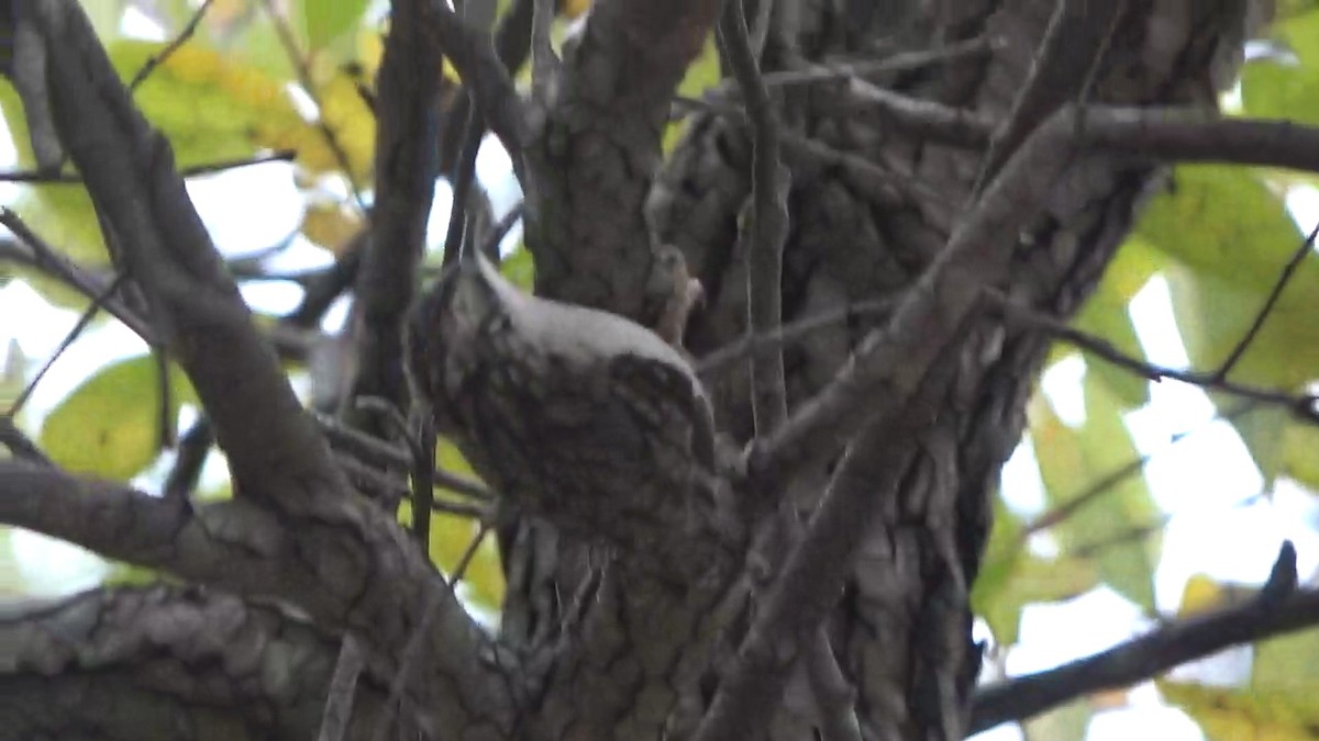 Brown Creeper - ML646463564