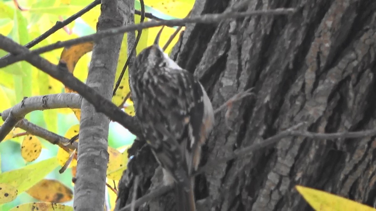 Brown Creeper - ML646463565
