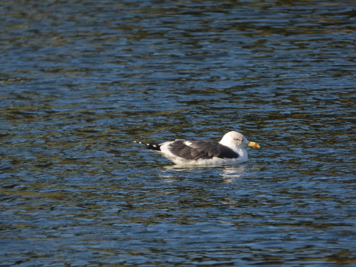 Lesser Black-backed Gull - ML646463566