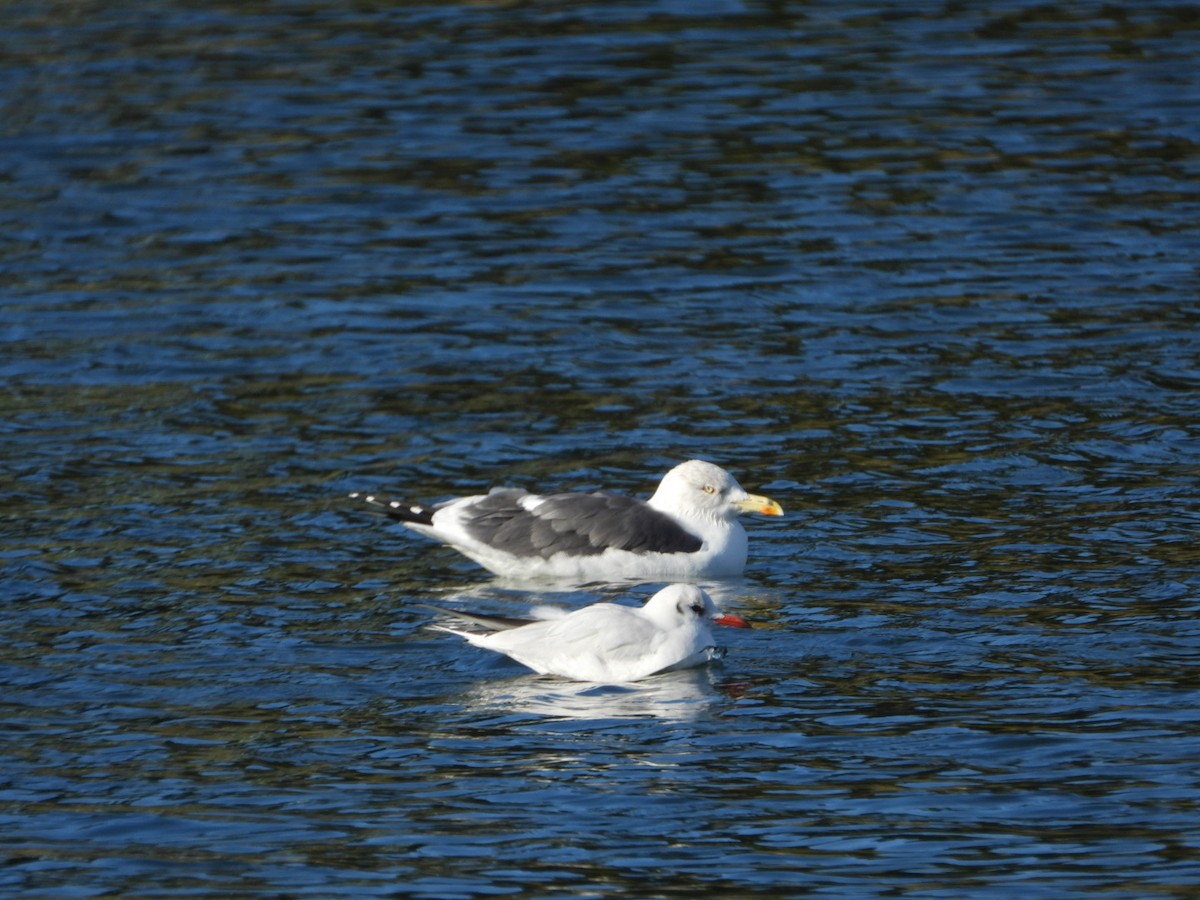 Lesser Black-backed Gull - ML646463567