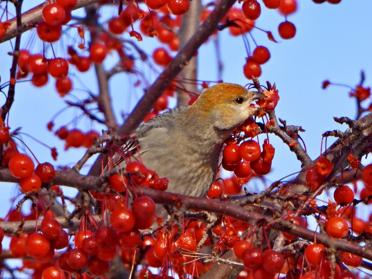 Pine Grosbeak - ML646463568