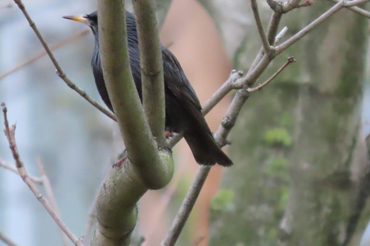 Spotless Starling - ML646463569