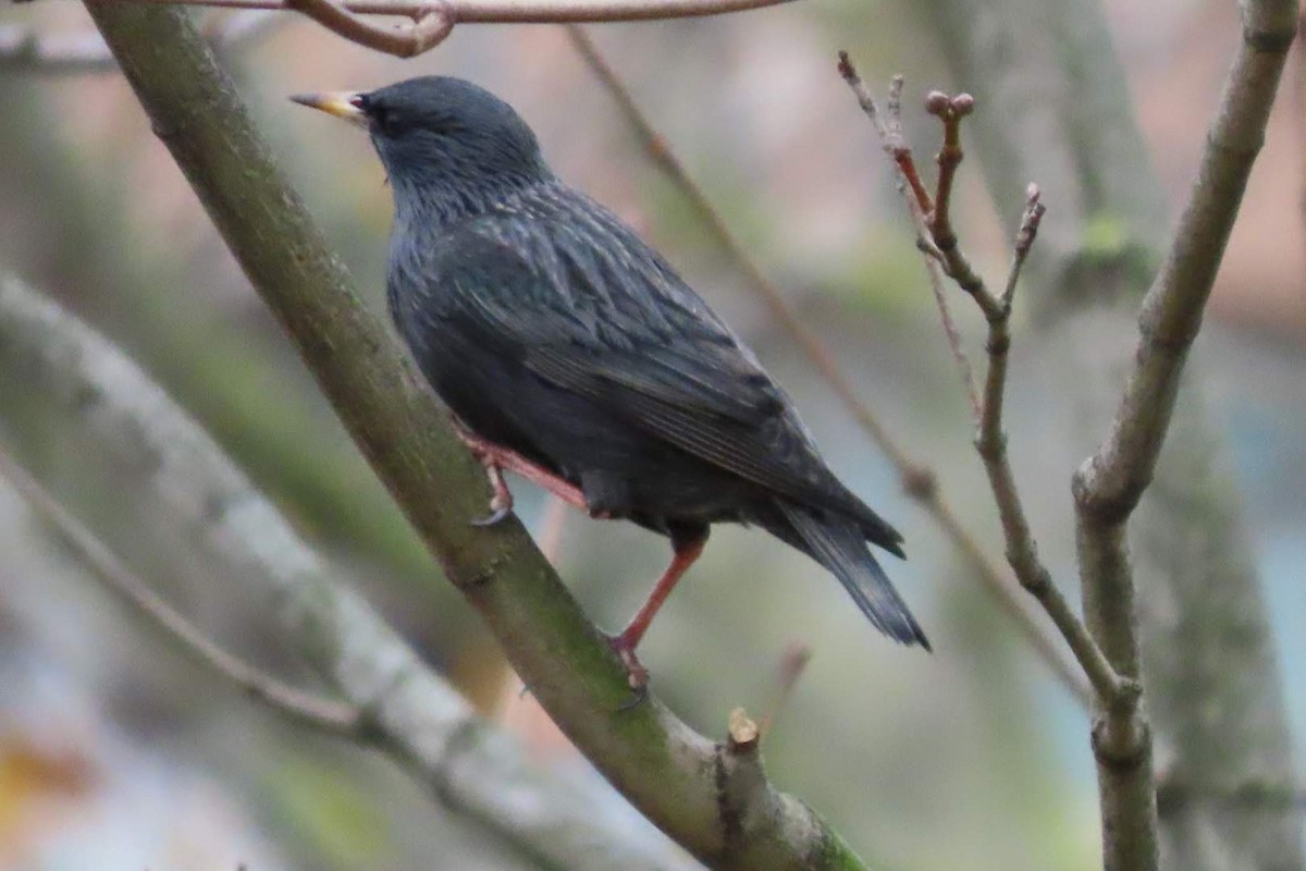 Spotless Starling - ML646463570