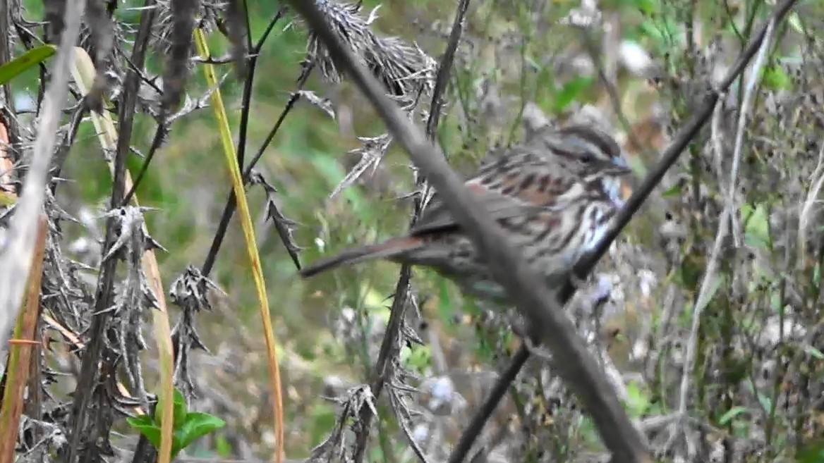 Song Sparrow - ML646463575