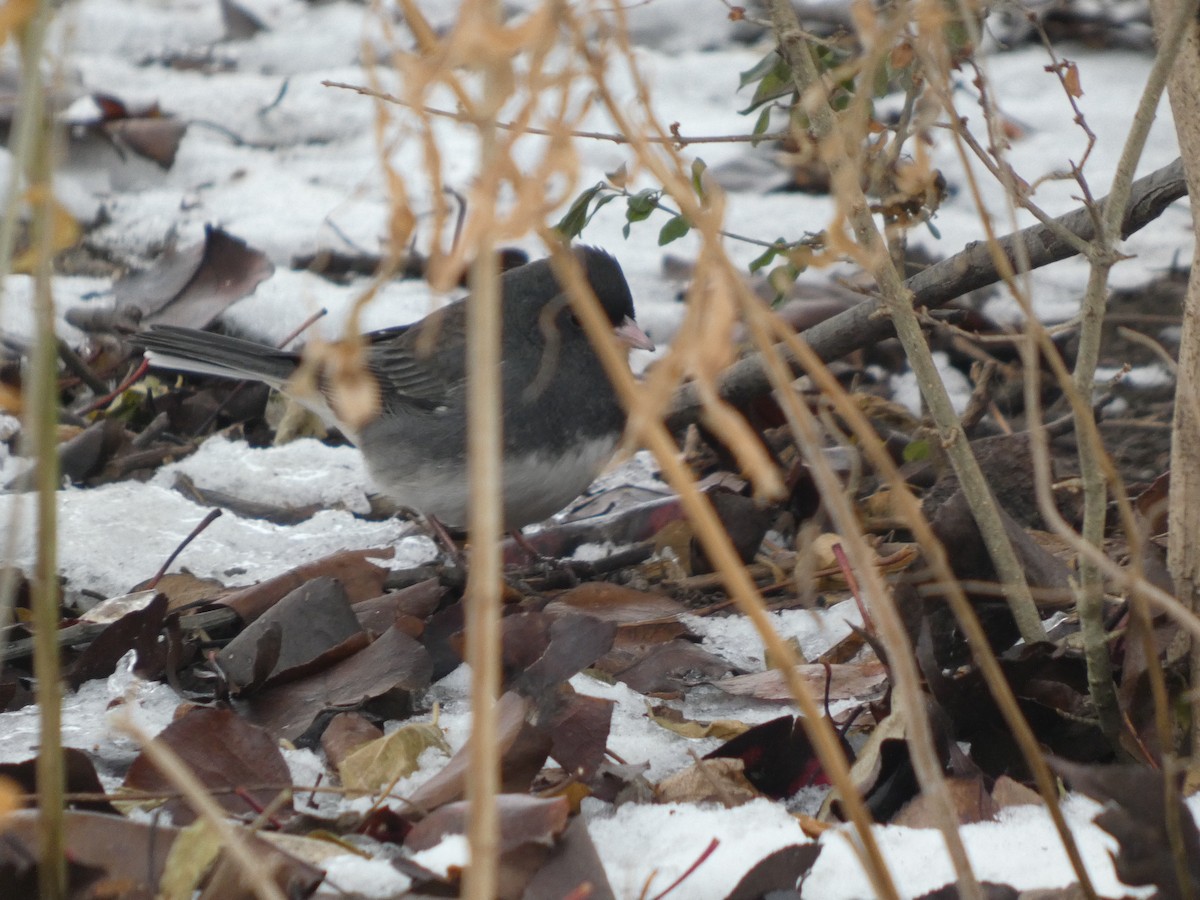 Dark-eyed Junco - ML646463578