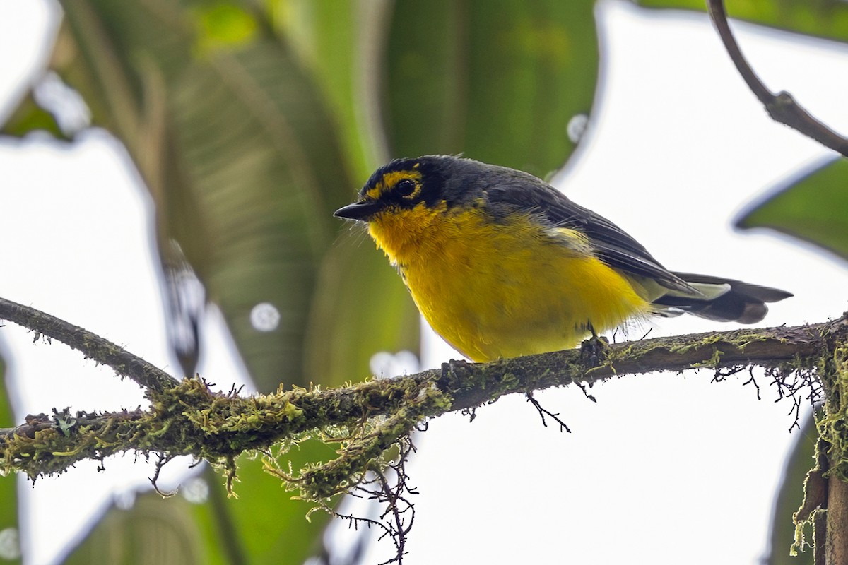 Spectacled Redstart - ML646463580