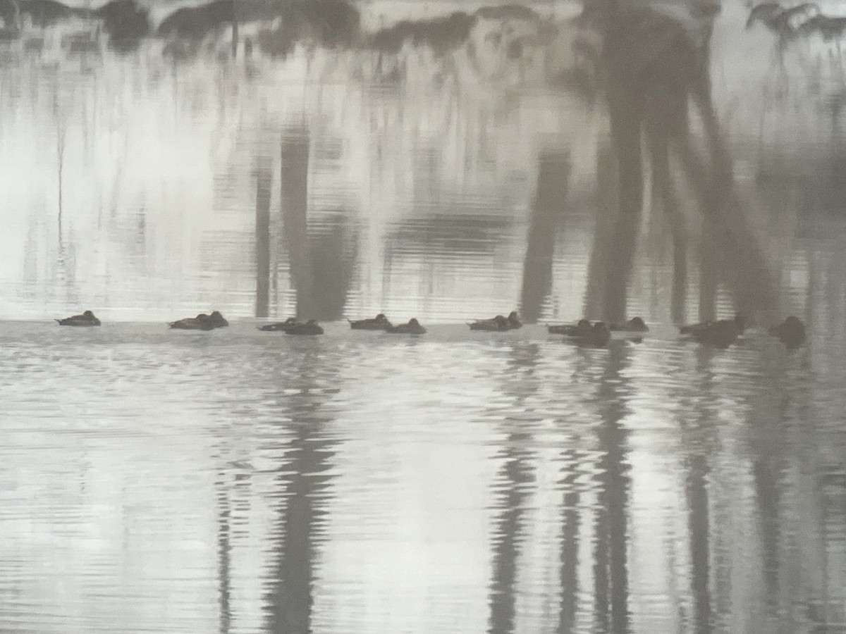 Macreuse à ailes blanches - ML646463581