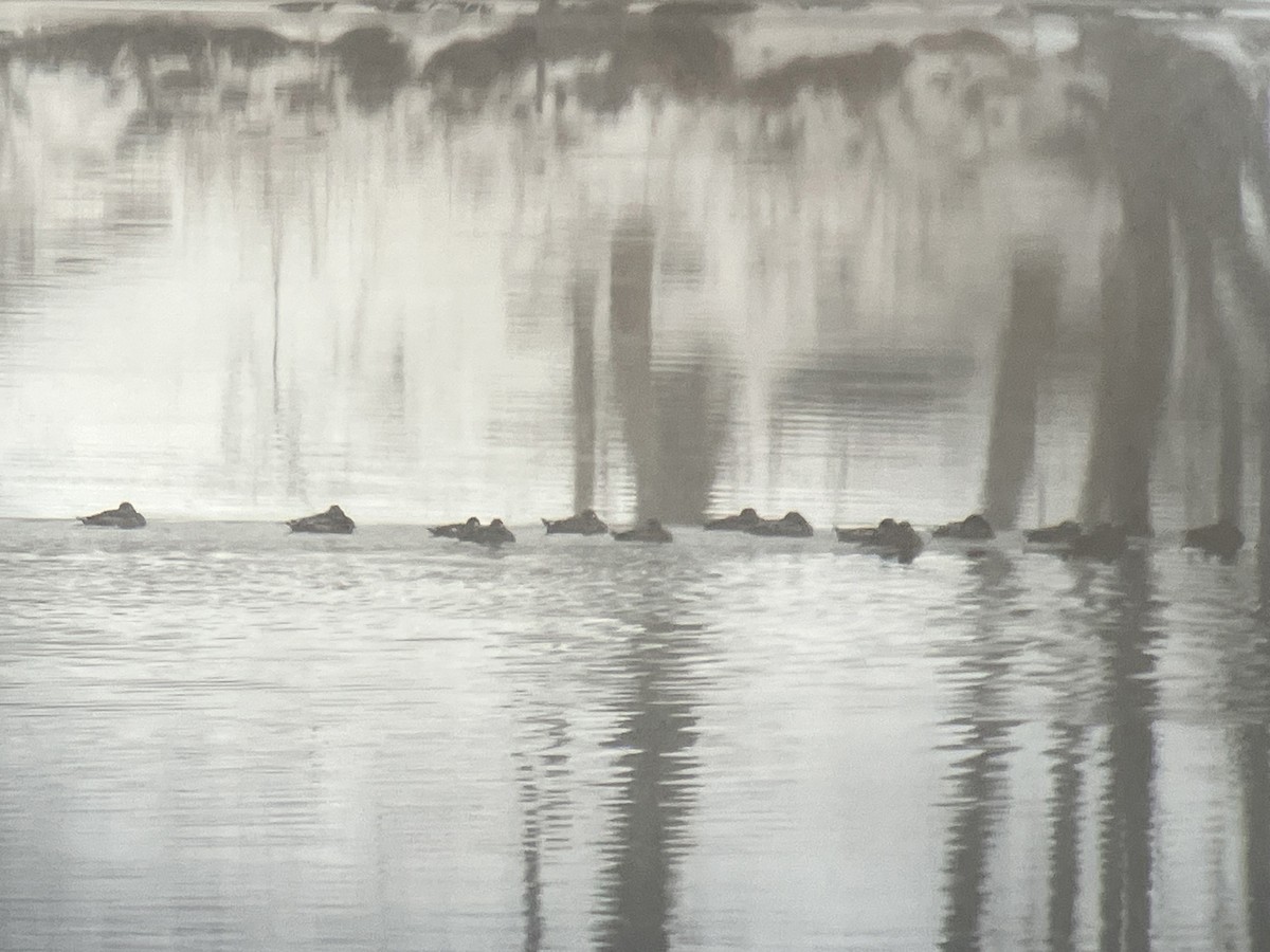 Macreuse à ailes blanches - ML646463582