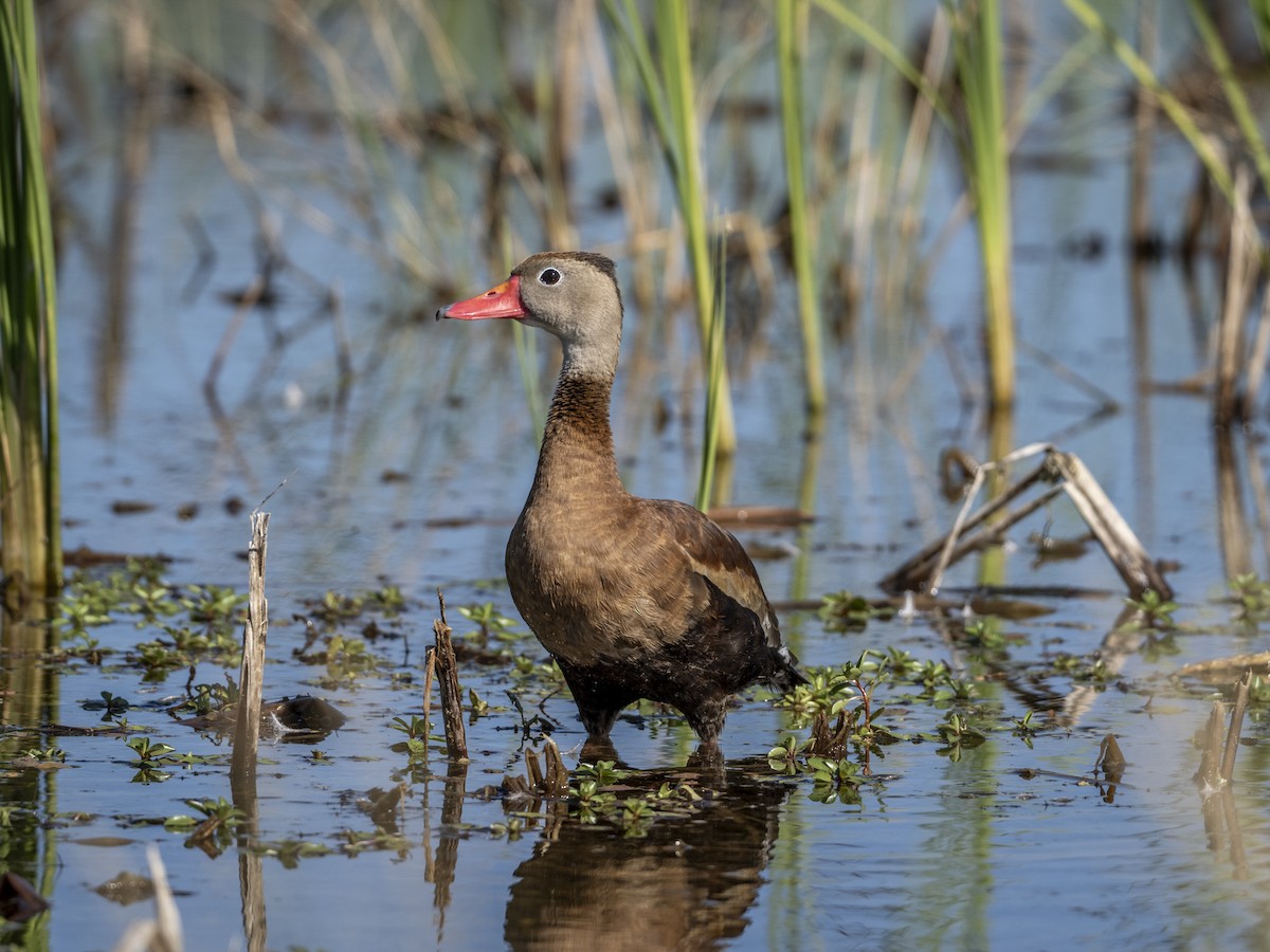אווזון שחור-בטן - ML646463587