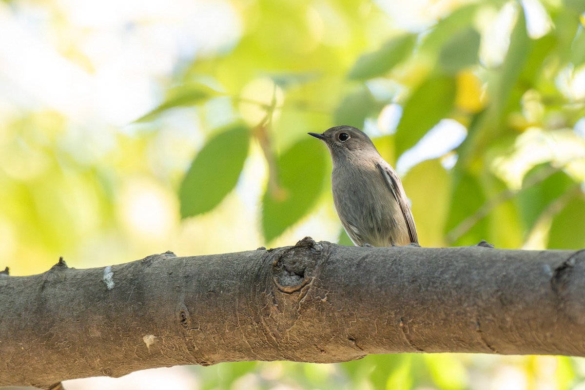 Hausrotschwanz - ML646463588