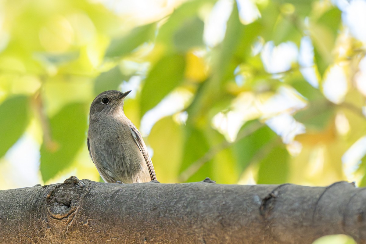 Hausrotschwanz - ML646463589