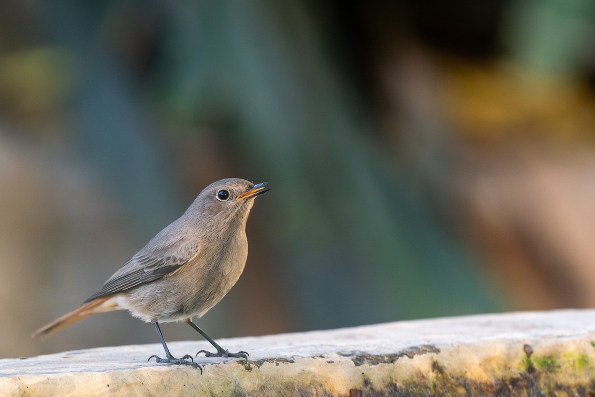 Hausrotschwanz - ML646463590