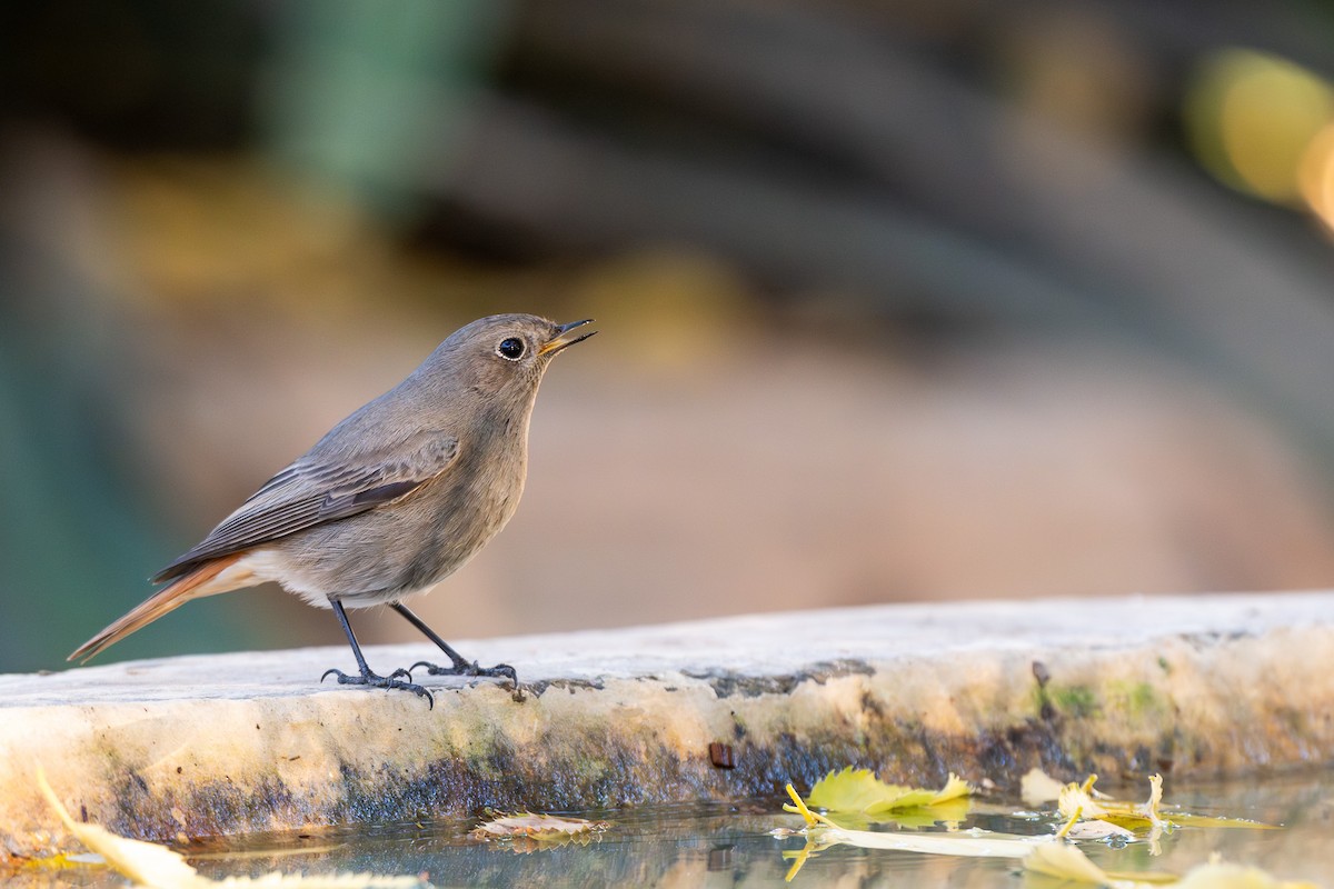 Hausrotschwanz - ML646463591