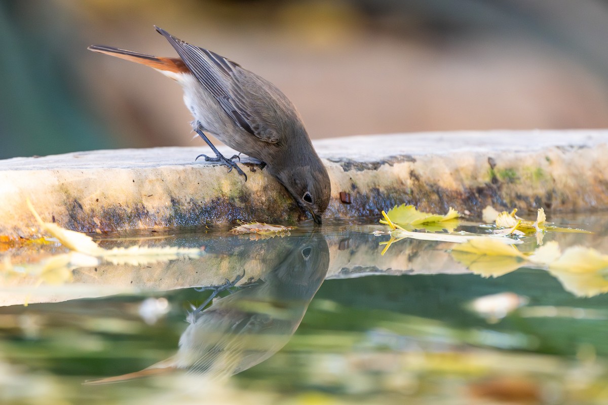 Hausrotschwanz - ML646463592