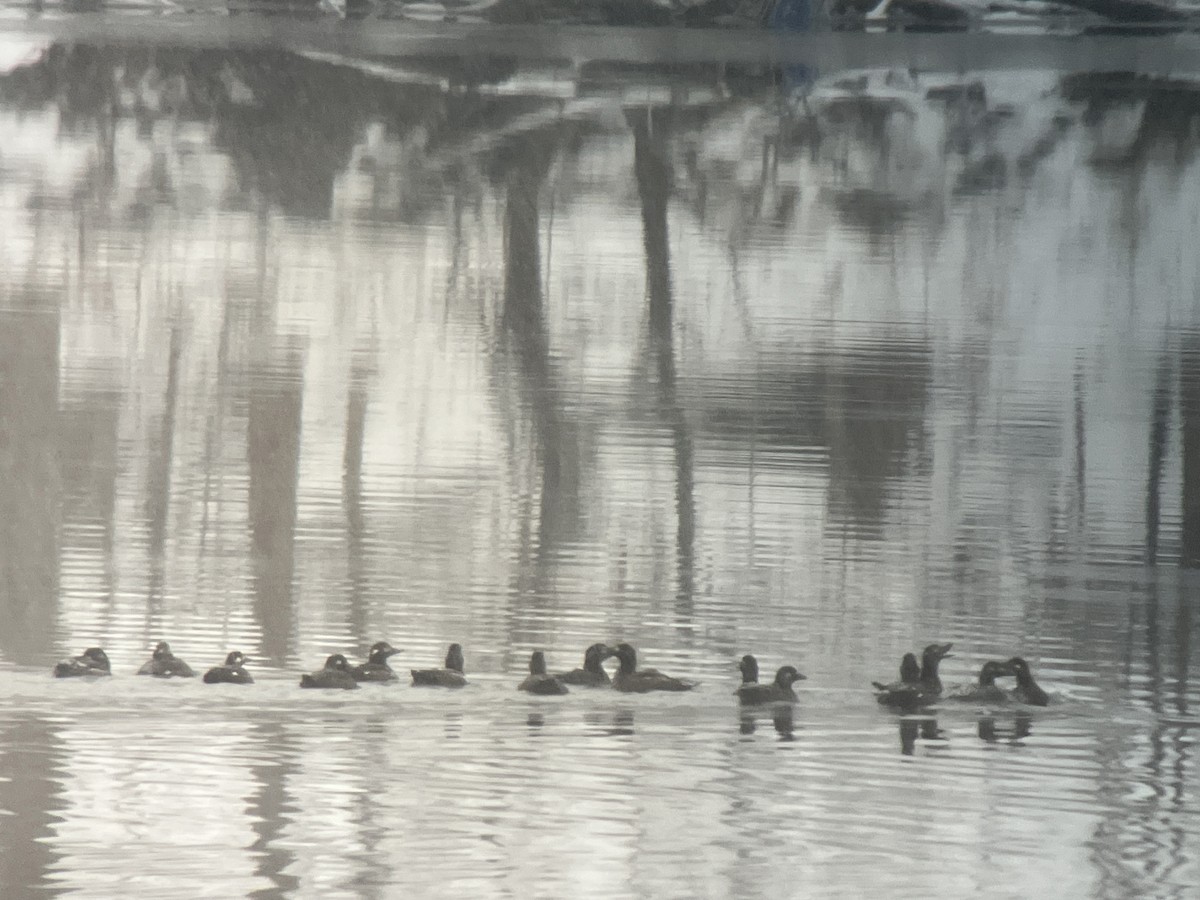 Macreuse à ailes blanches - ML646463593