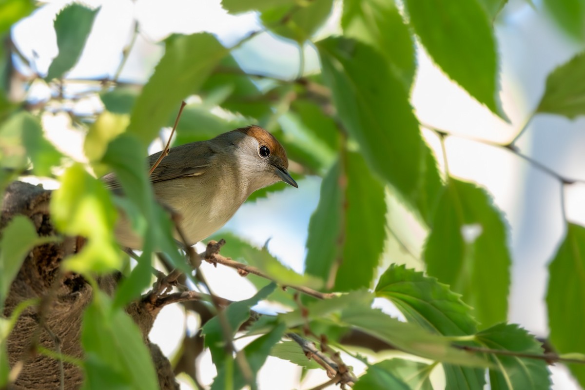 Mönchsgrasmücke - ML646463597