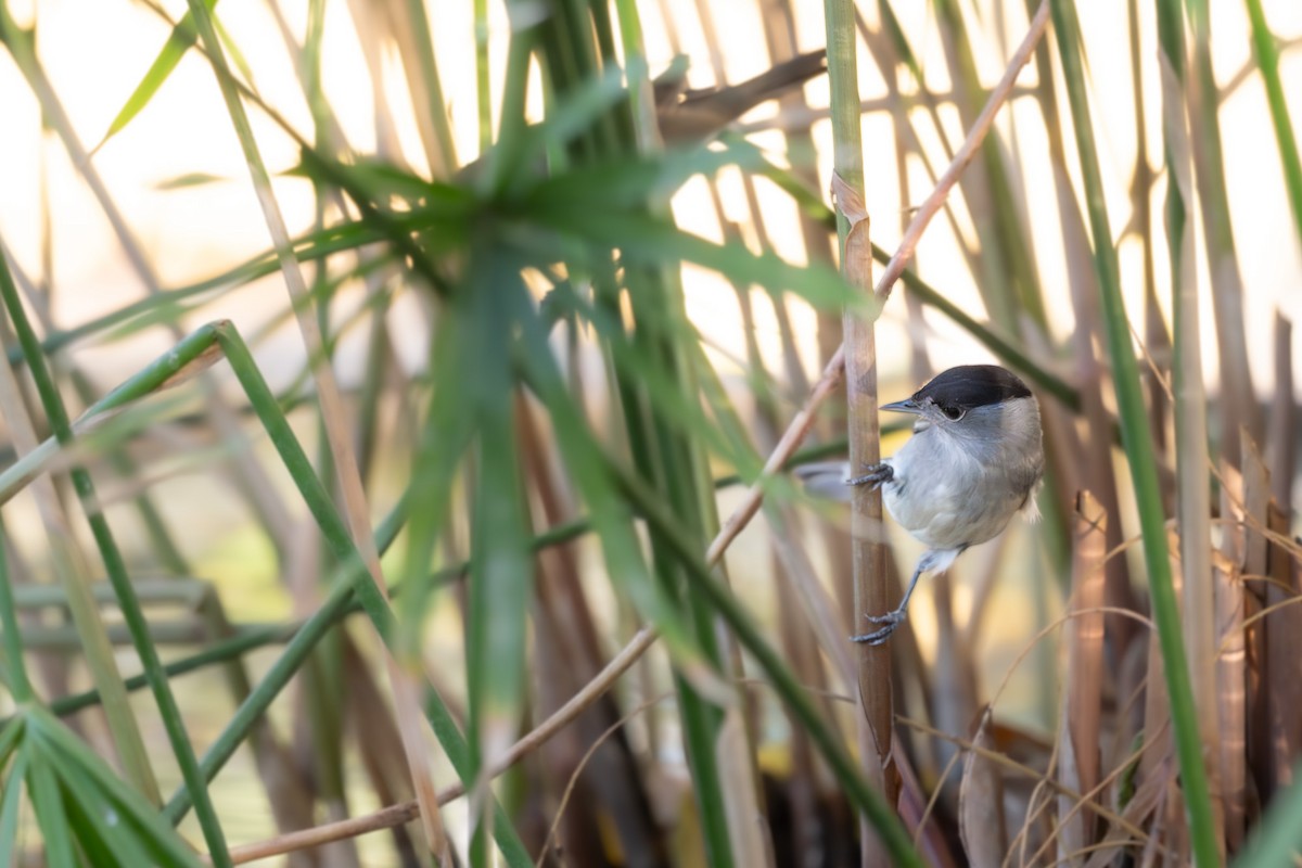 Mönchsgrasmücke - ML646463598