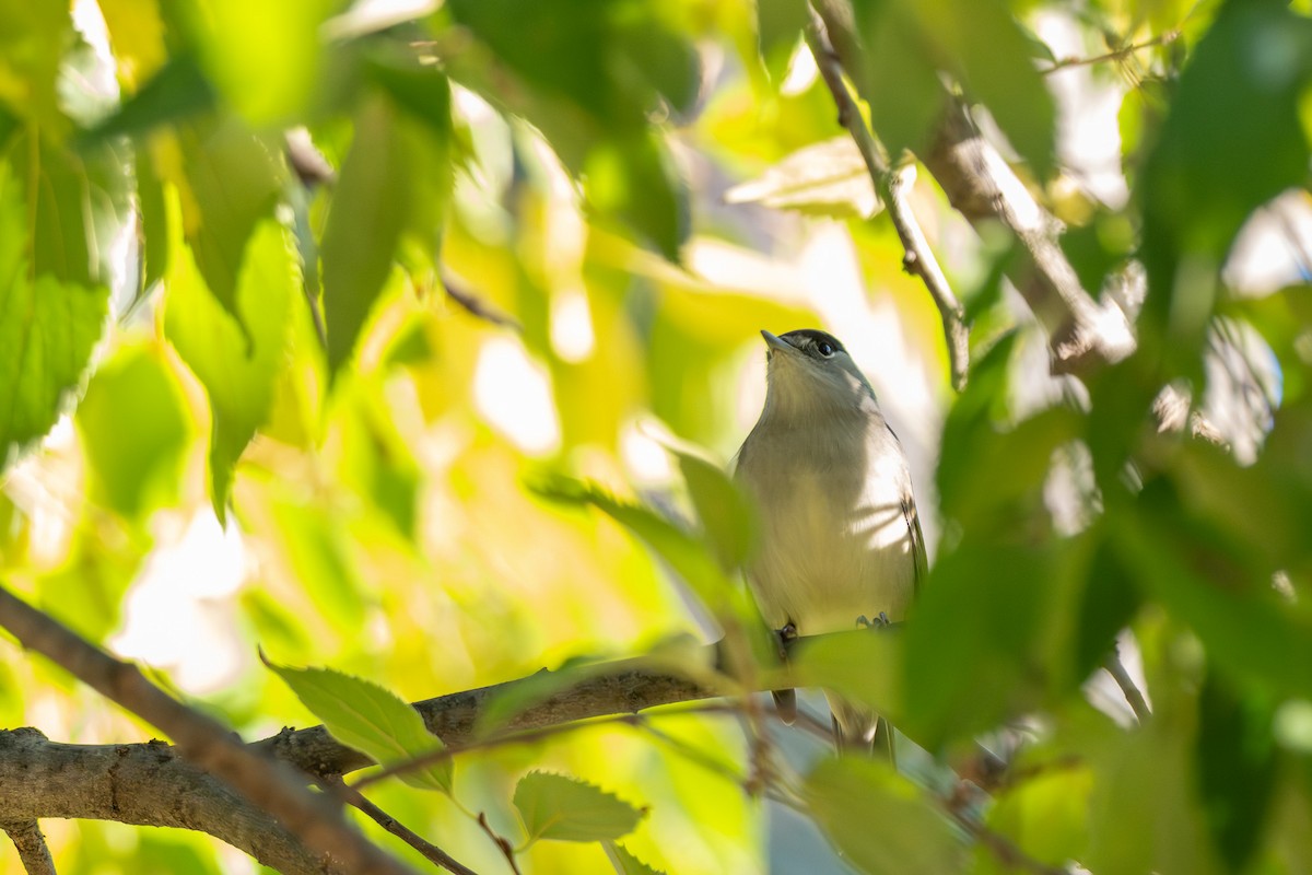 Mönchsgrasmücke - ML646463599