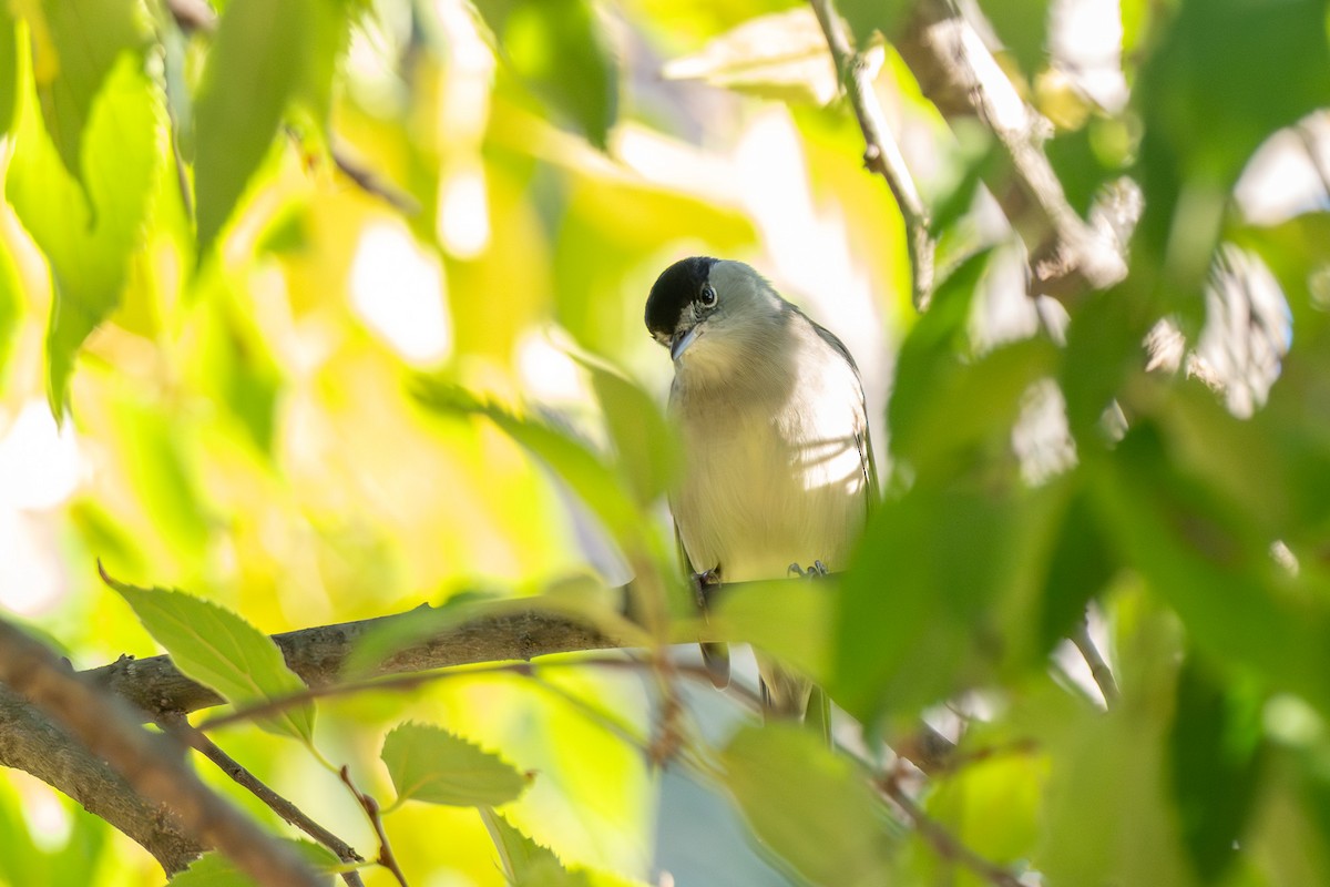 Mönchsgrasmücke - ML646463600