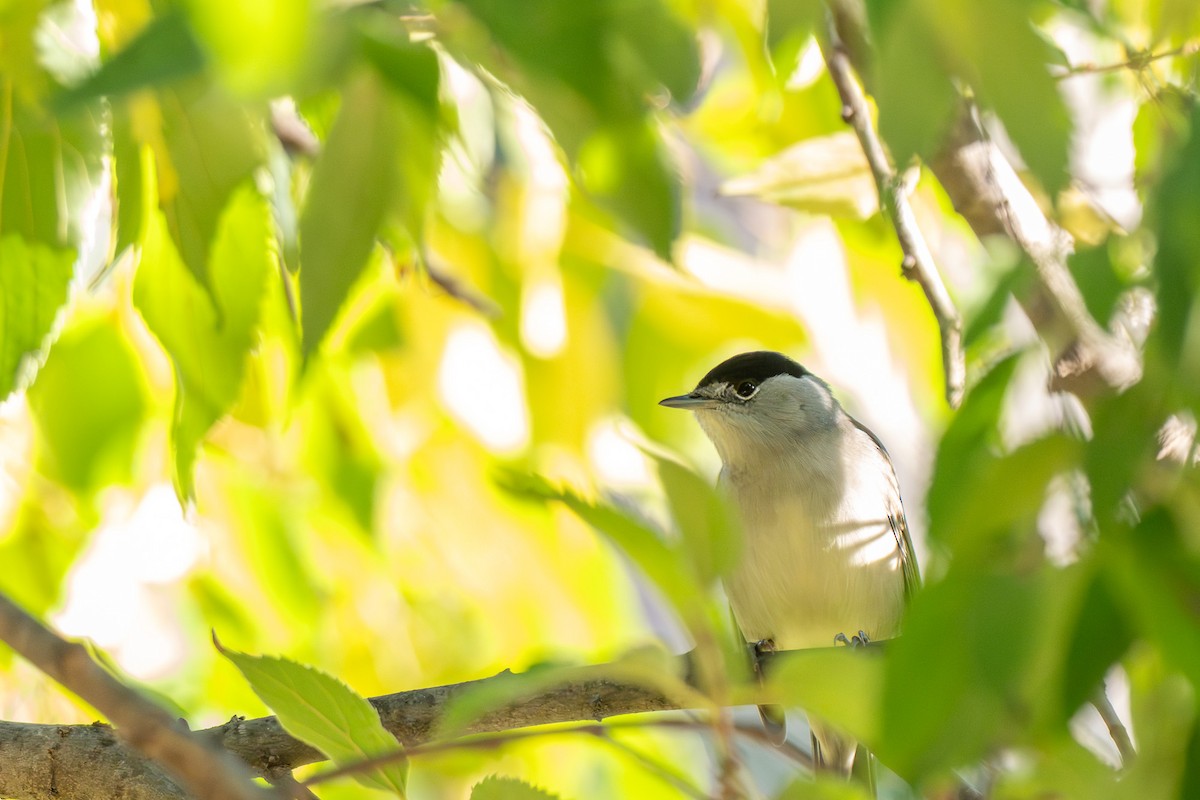 Mönchsgrasmücke - ML646463601