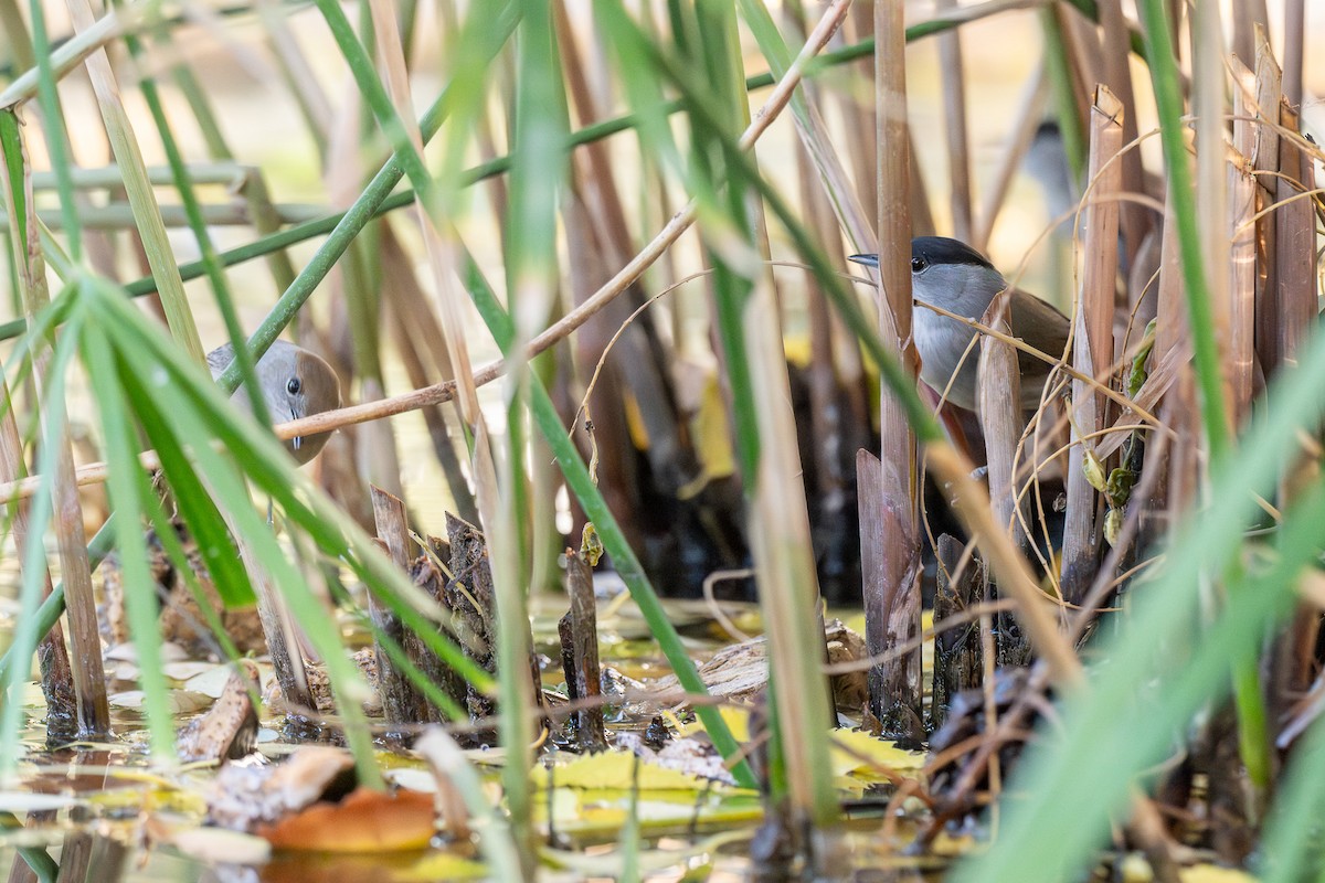 Mönchsgrasmücke - ML646463602